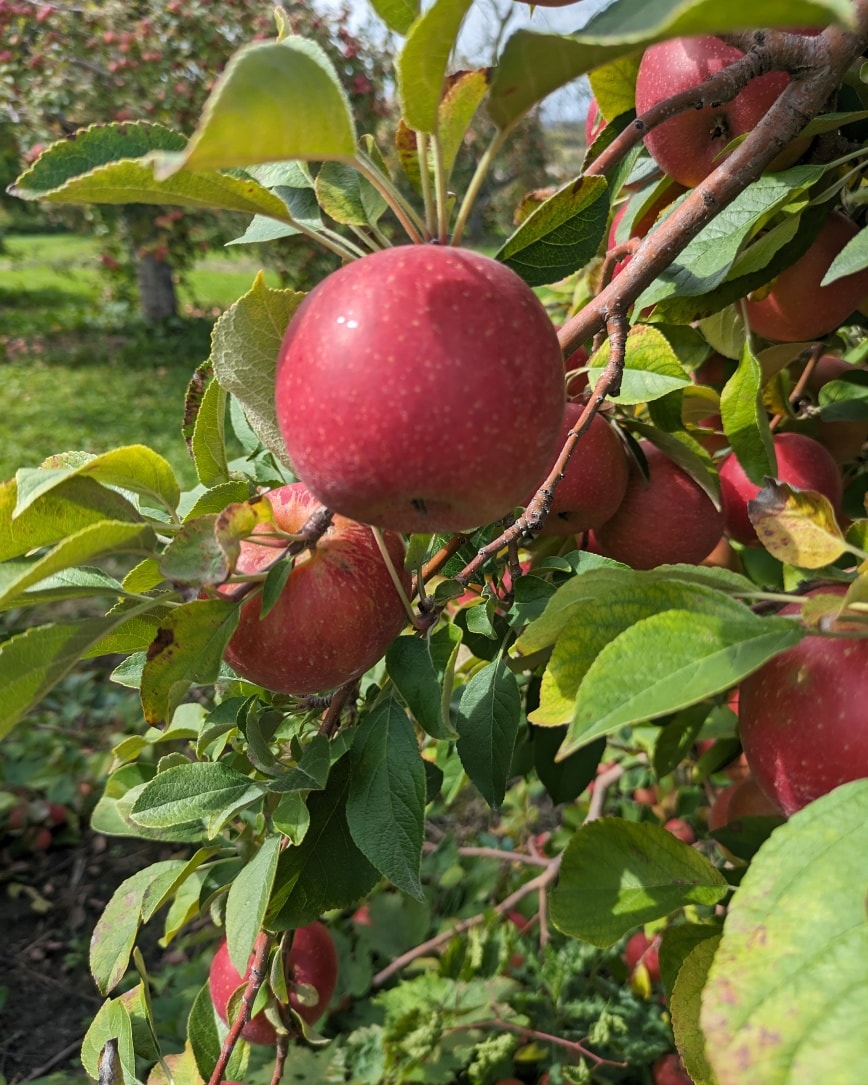 U-Pick Apples