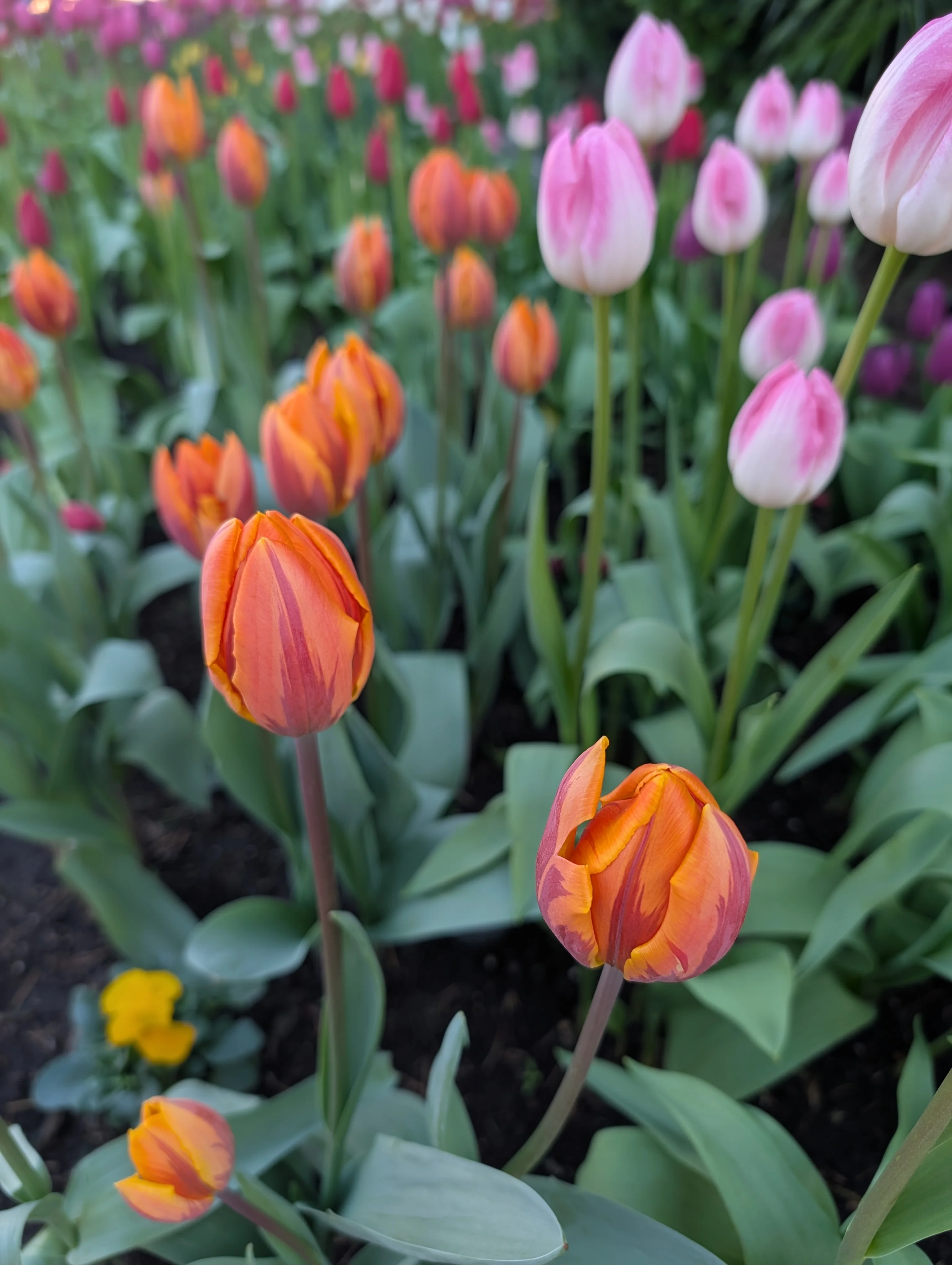 The First Annual Tulip Festival