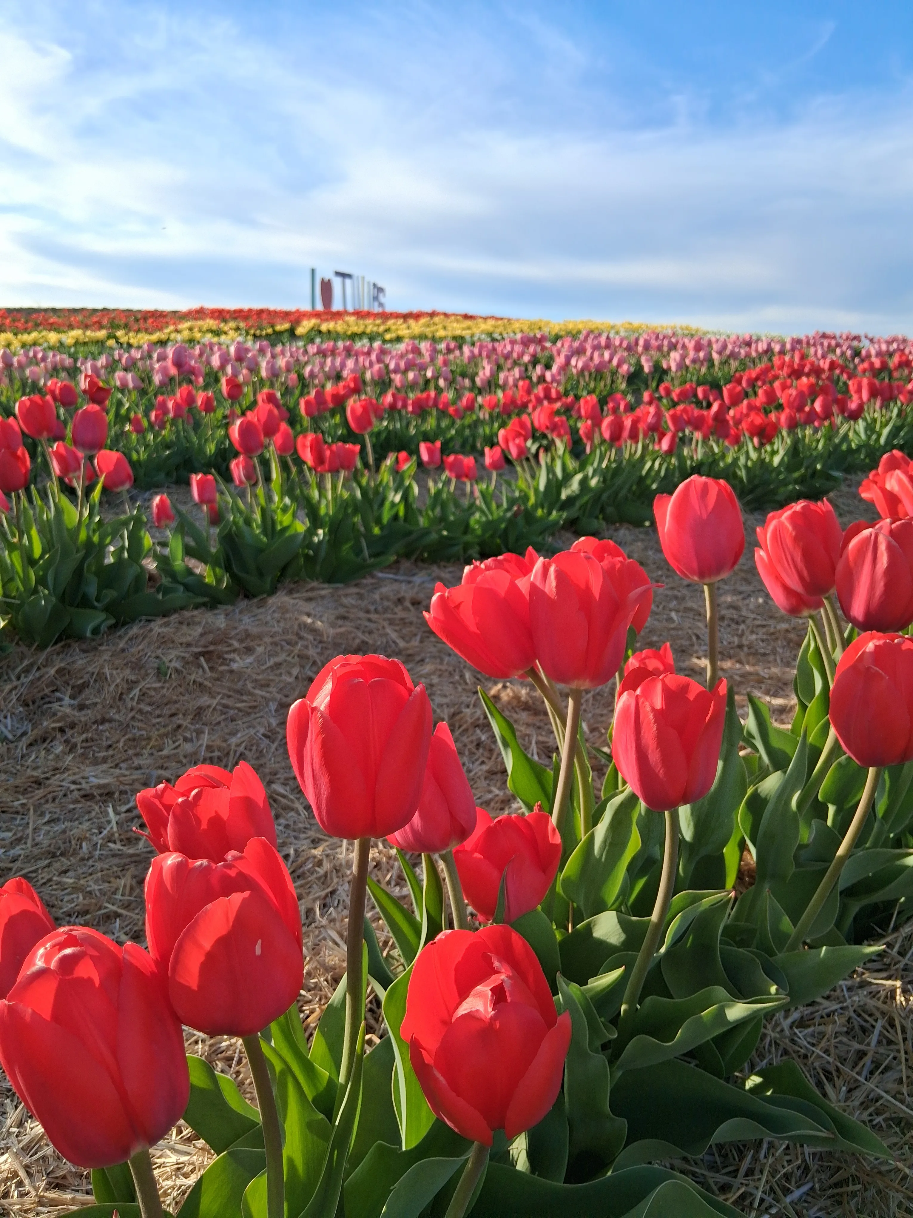 Mother's Day Weekend at the Tulip Festival