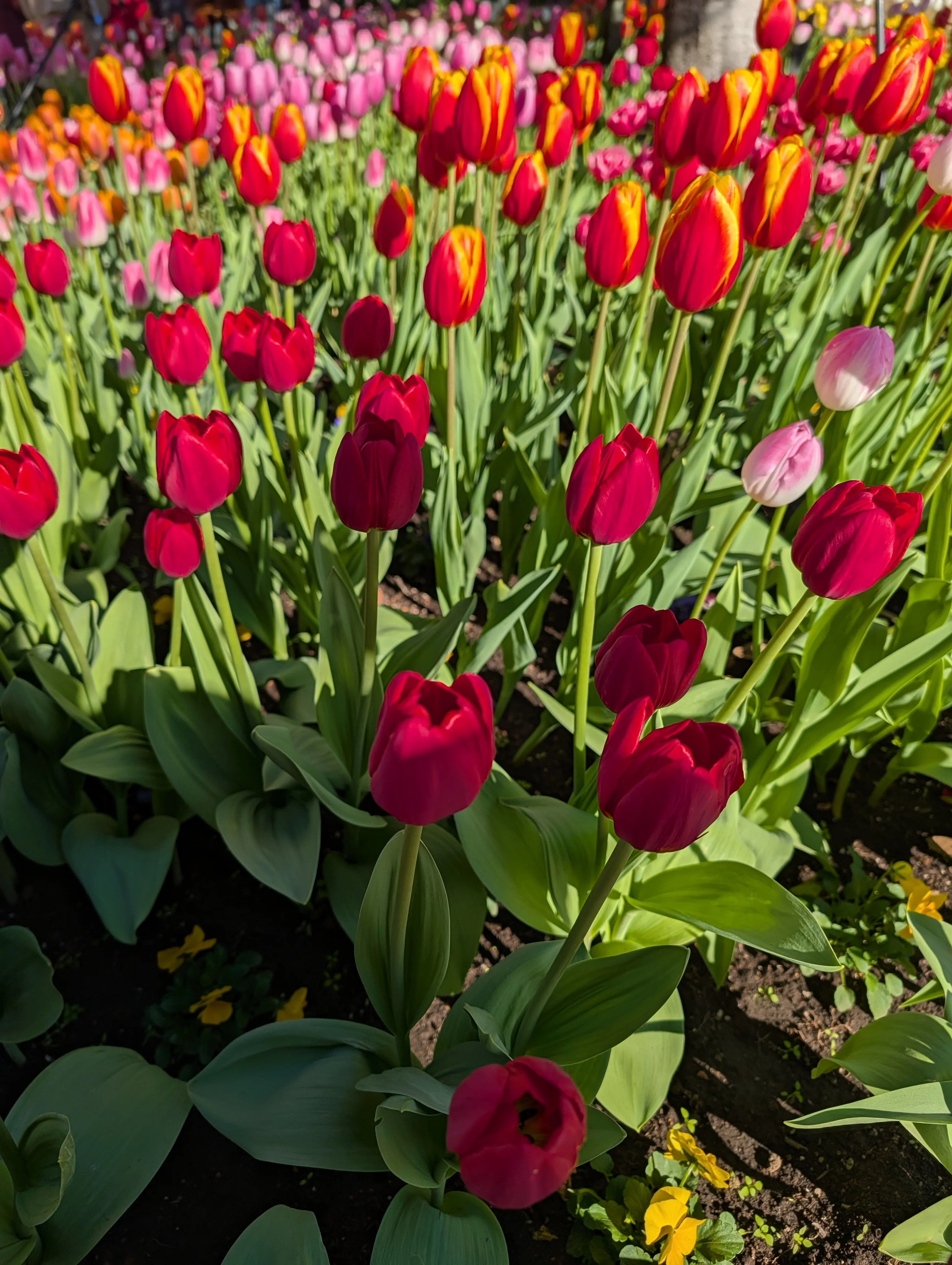 The First Annual Tulip Festival