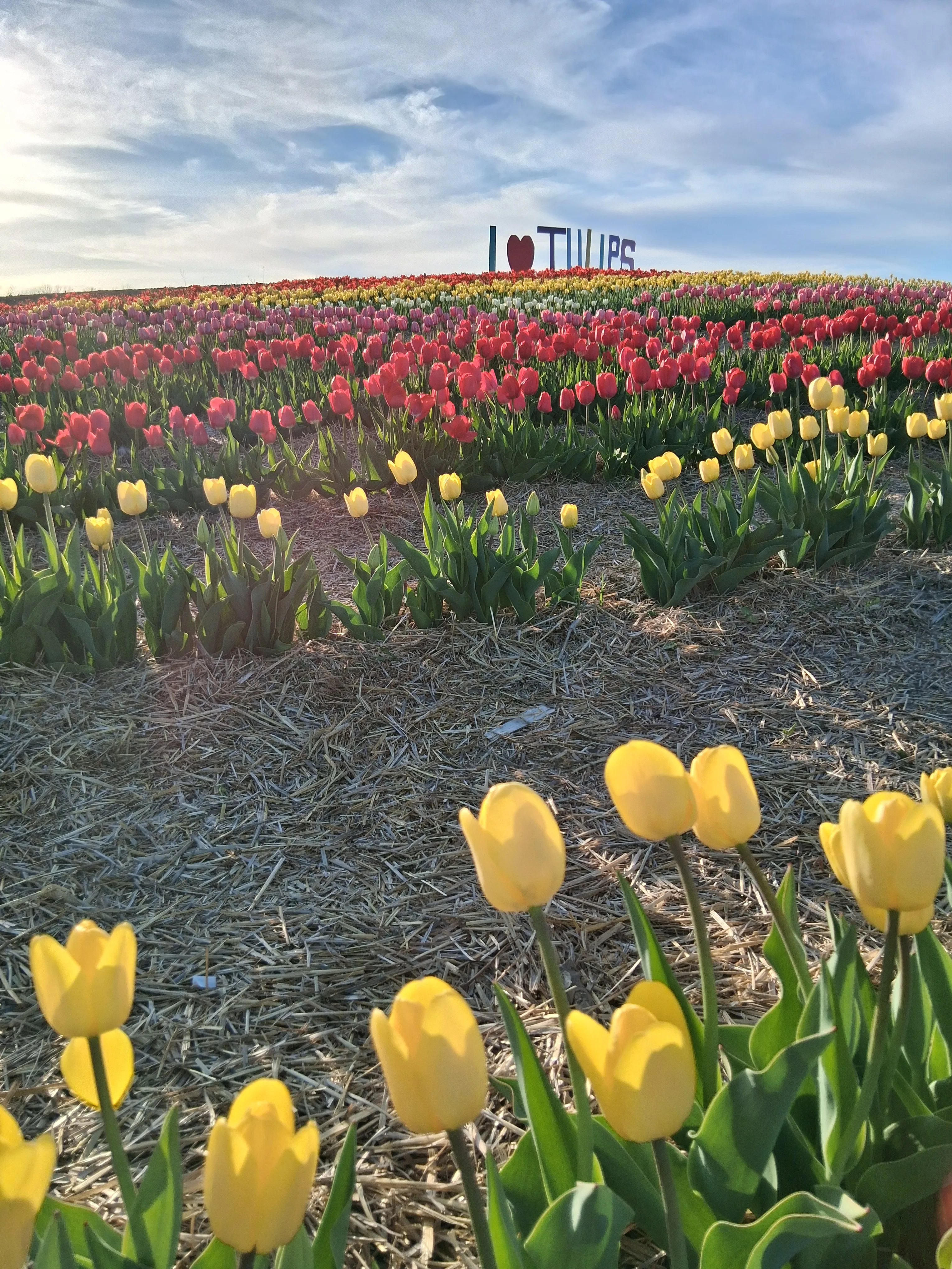 The First Annual Tulip Festival