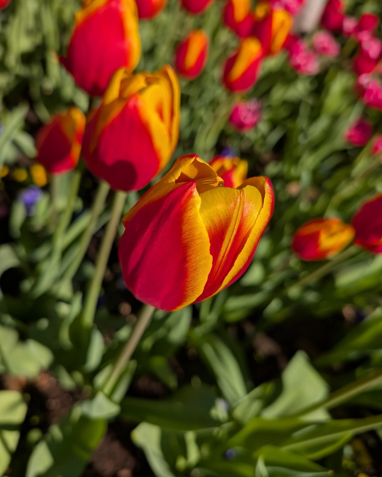 The First Annual Tulip Festival