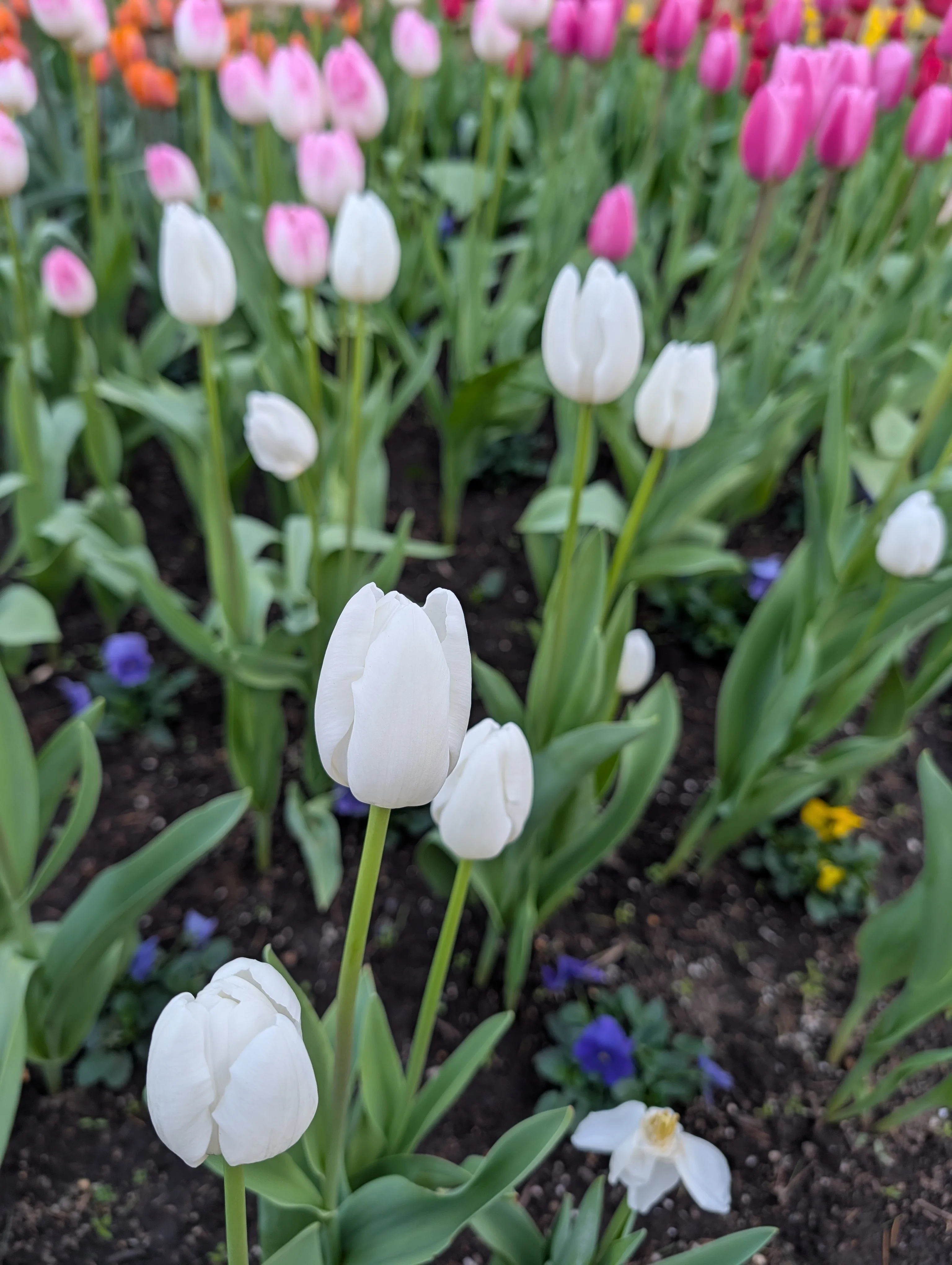 The First Annual Tulip Festival