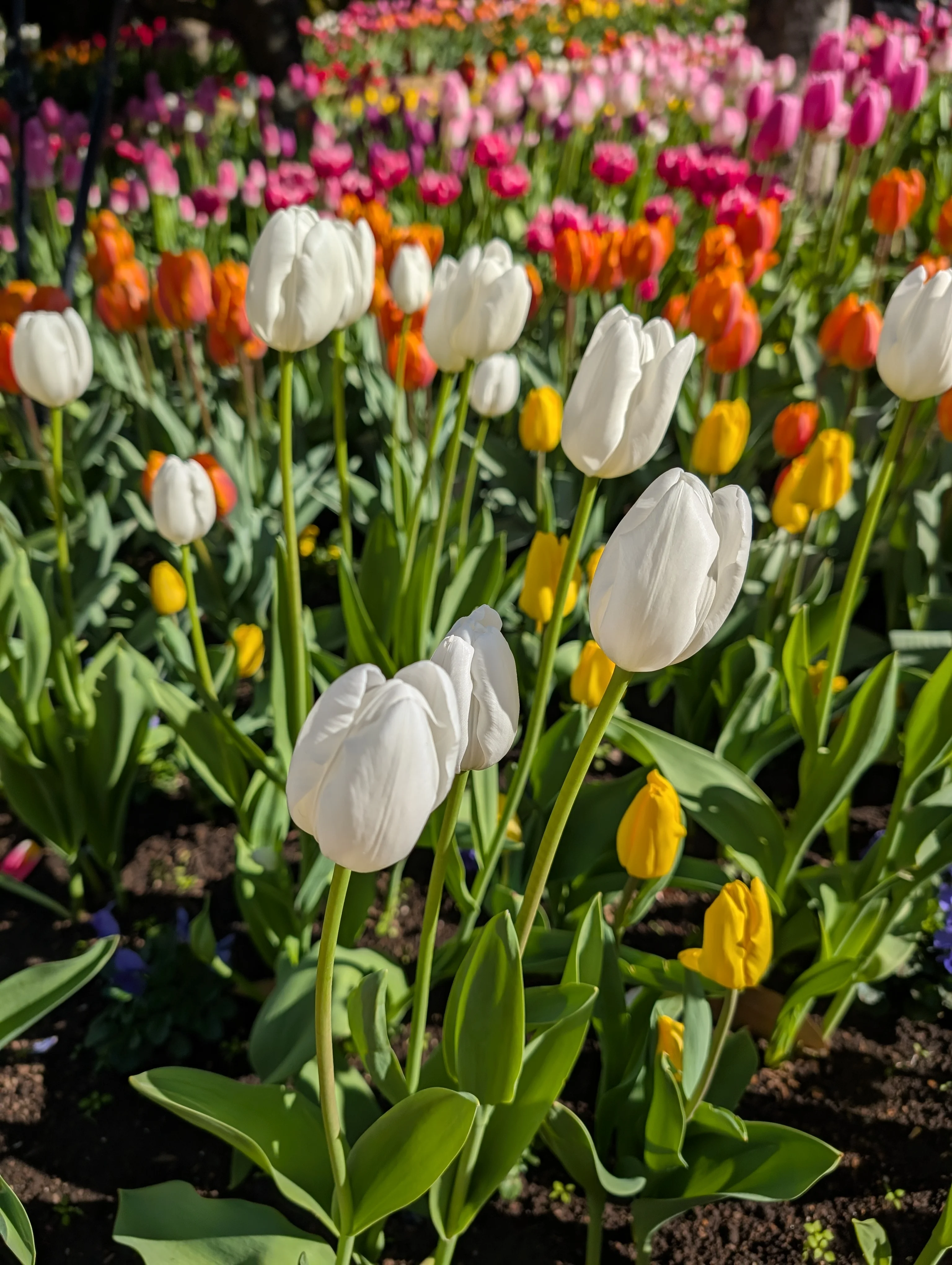 The First Annual Tulip Festival