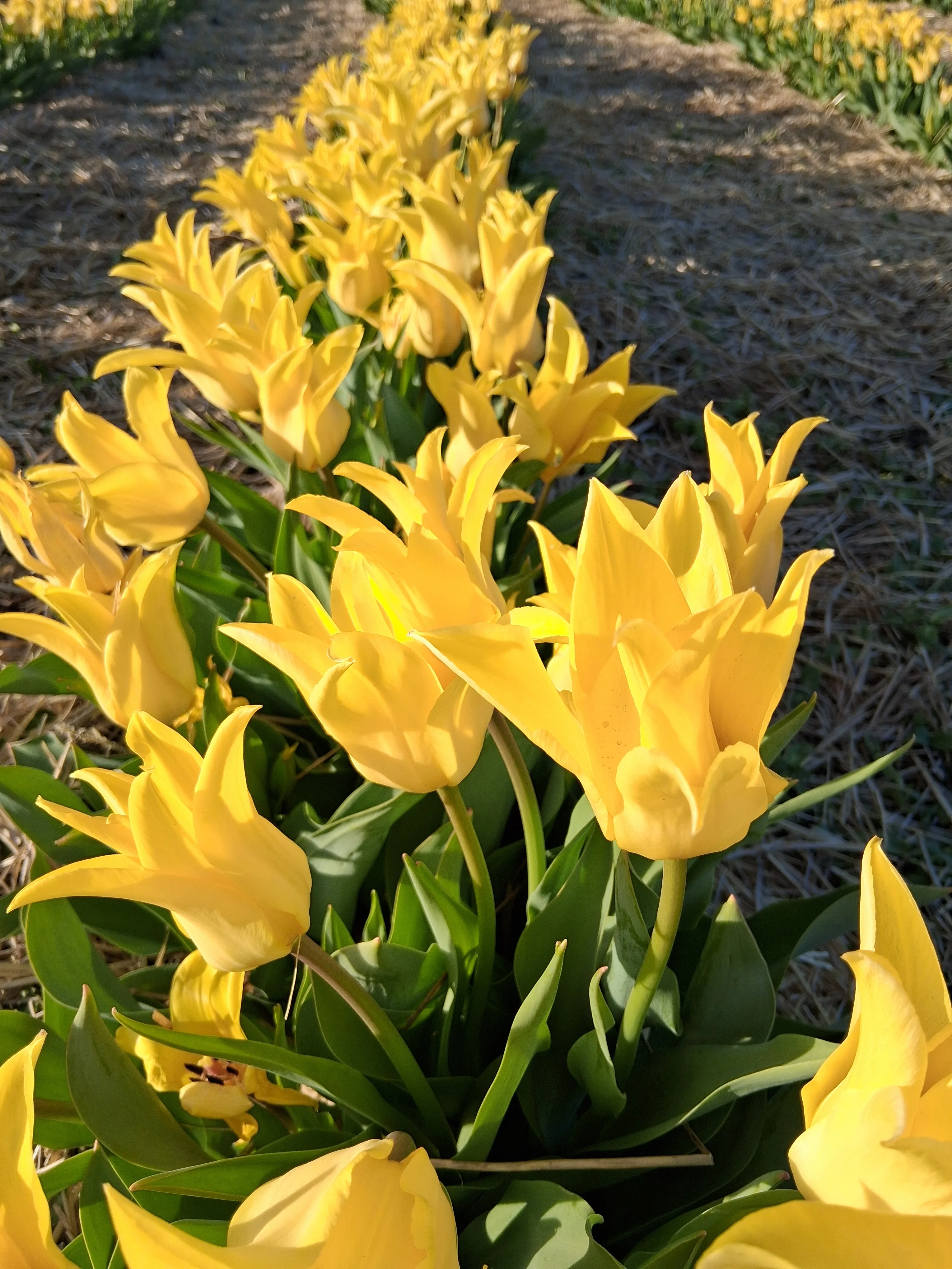 The First Annual Tulip Festival