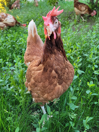 a happy chicken