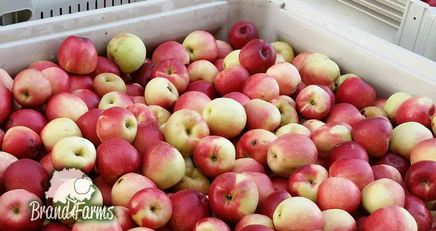 Apple bin