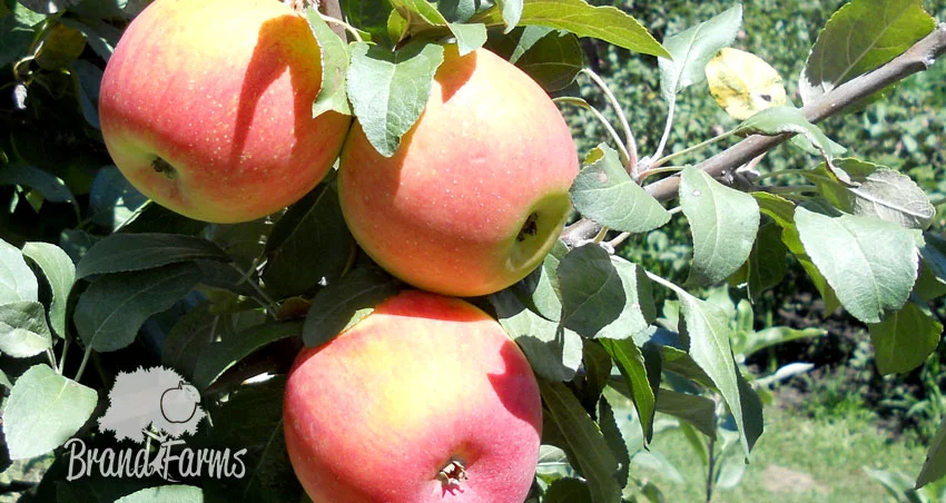 U-Pick Apples