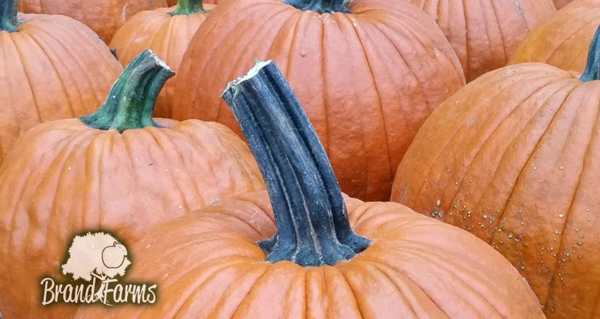 Pumpkin Picking