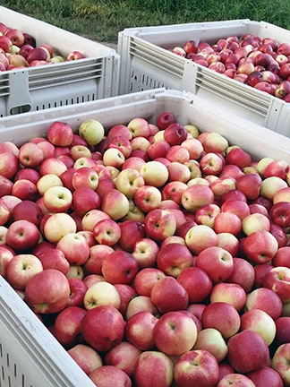 U-Pick Apples